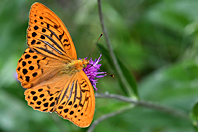 Argynnis paphia Argynnis paphia